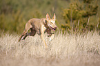 running Podenco Canario