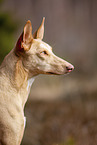 Podenco Canario Portrait