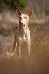 Podenco Canario