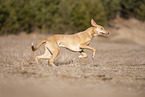 running Podenco Canario