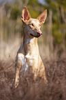 Podenco Canario Portrait