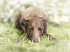 lying Podenco Canario
