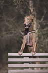 Podenco Canario