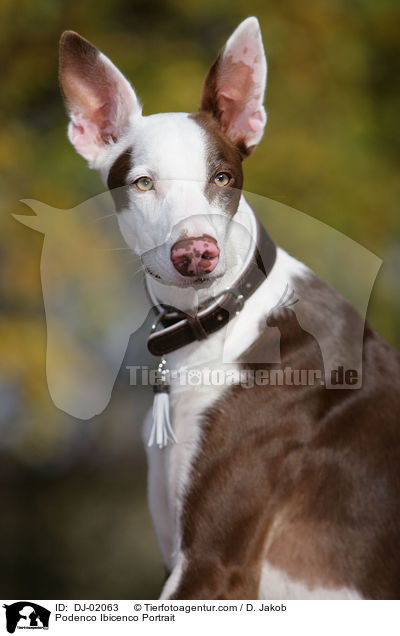 Podenco Ibicenco Portrait / Podenco Ibicenco Portrait / DJ-02063