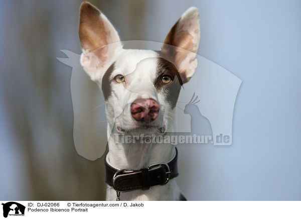 Podenco Ibicenco Portrait / Podenco Ibicenco Portrait / DJ-02066