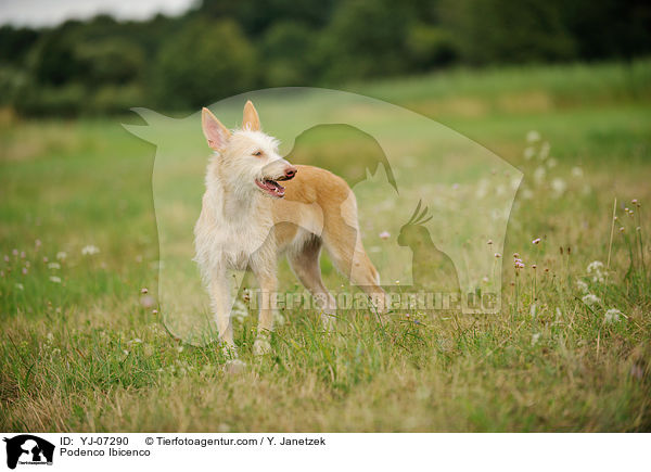 Podenco Ibicenco / Podenco Ibicenco / YJ-07290