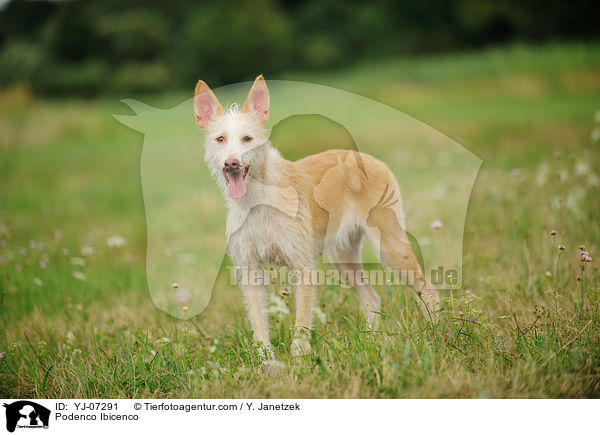 Podenco Ibicenco / Podenco Ibicenco / YJ-07291