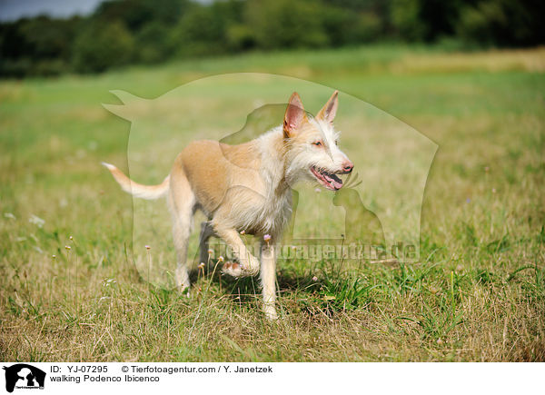 laufender Podenco Ibicenco / walking Podenco Ibicenco / YJ-07295
