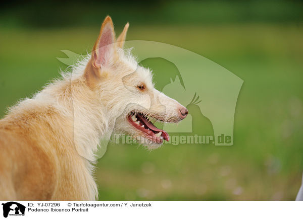 Podenco Ibicenco Portrait / Podenco Ibicenco Portrait / YJ-07296
