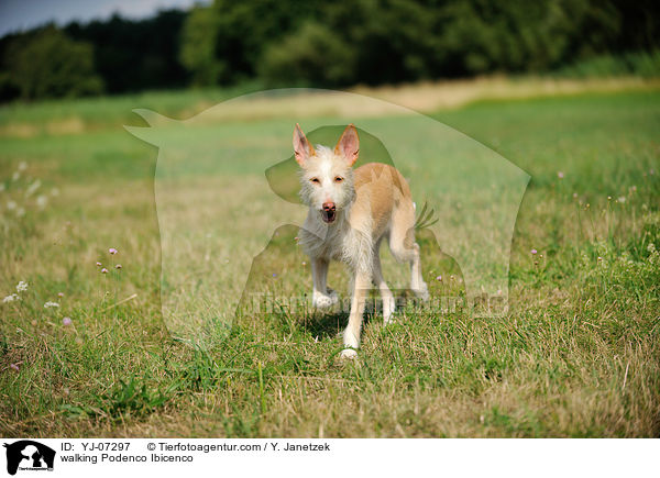 laufender Podenco Ibicenco / walking Podenco Ibicenco / YJ-07297
