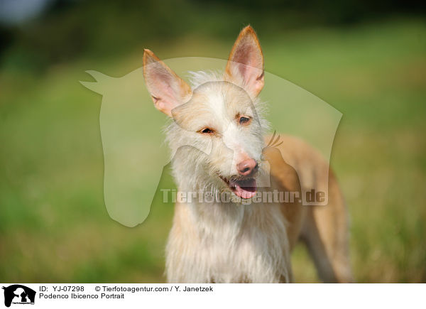 Podenco Ibicenco Portrait / Podenco Ibicenco Portrait / YJ-07298