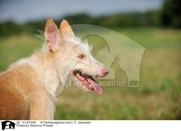 Podenco Ibicenco Portrait / Podenco Ibicenco Portrait / YJ-07300