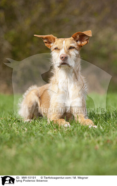 liegender Podenco Ibicenco / lying Podenco Ibicenco / MW-10191