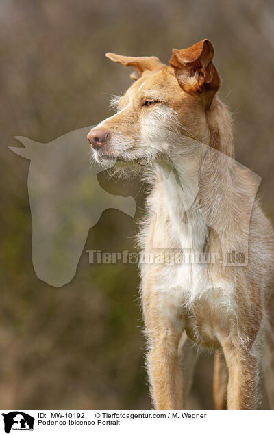 Podenco Ibicenco Portrait / Podenco Ibicenco Portrait / MW-10192