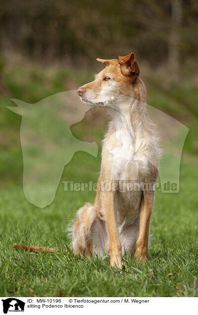 sitzender Podenco Ibicenco / sitting Podenco Ibicenco / MW-10196