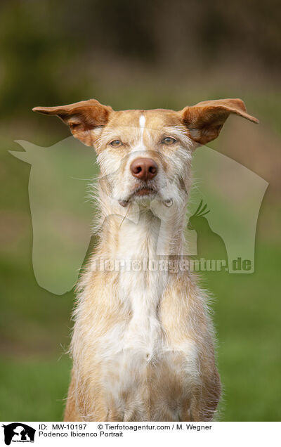 Podenco Ibicenco Portrait / Podenco Ibicenco Portrait / MW-10197