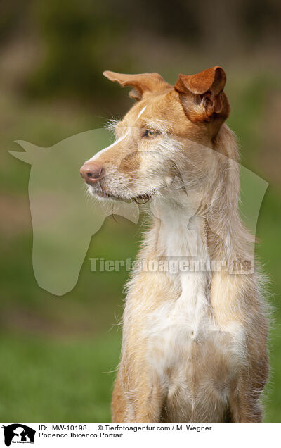 Podenco Ibicenco Portrait / Podenco Ibicenco Portrait / MW-10198
