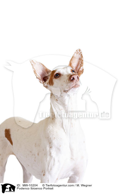 Podenco Ibicenco Portrait / Podenco Ibicenco Portrait / MW-10204