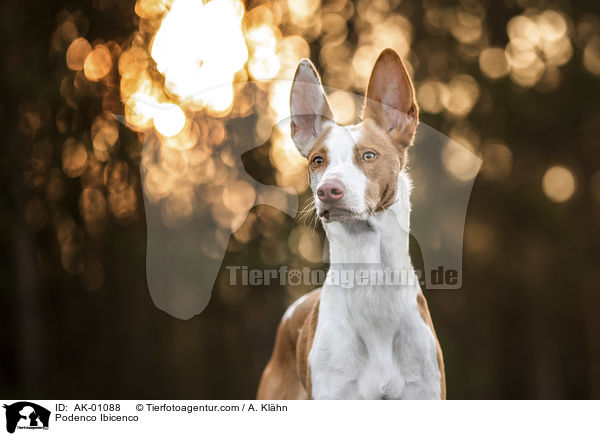 Podenco Ibicenco / Podenco Ibicenco / AK-01088