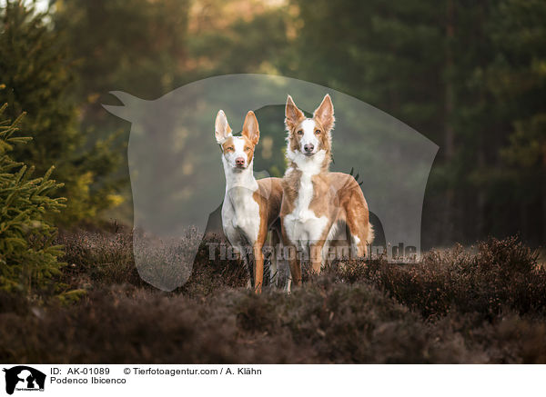 Podenco Ibicenco / Podenco Ibicenco / AK-01089