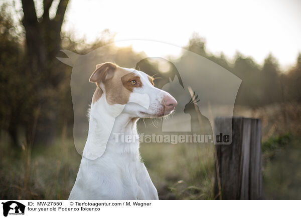 vierjhriger Podenco Ibicenco / four year old Podenco Ibicenco / MW-27550