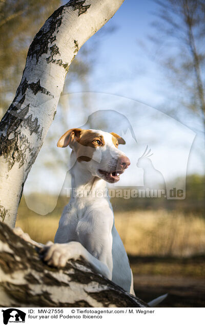 vierjhriger Podenco Ibicenco / four year old Podenco Ibicenco / MW-27556