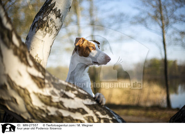vierjhriger Podenco Ibicenco / four year old Podenco Ibicenco / MW-27557