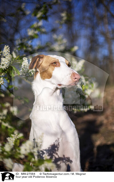 vierjhriger Podenco Ibicenco / four year old Podenco Ibicenco / MW-27564