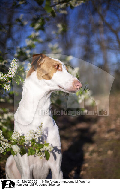vierjhriger Podenco Ibicenco / four year old Podenco Ibicenco / MW-27565