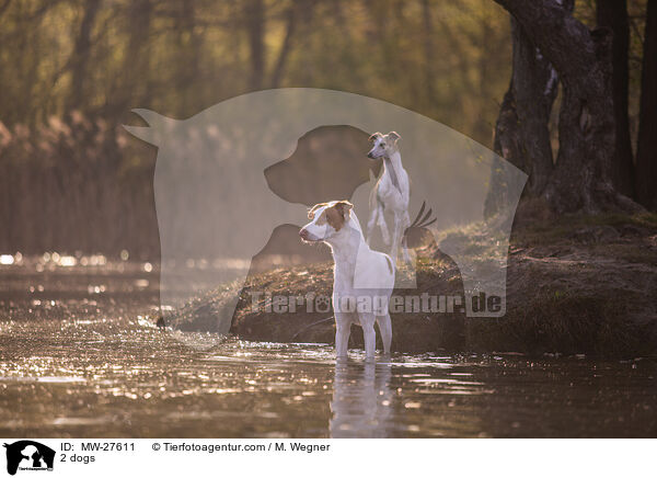 2 Hunde / 2 dogs / MW-27611