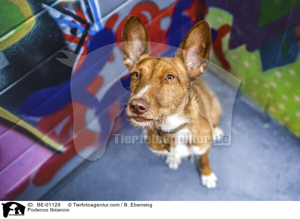 Podenco Ibicenco / Podenco Ibicenco / BE-01129