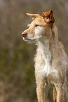 Podenco Ibicenco Portrait