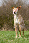 Podenco Ibicenco