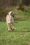 playing Podenco Ibicenco