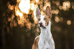 Podenco Ibicenco