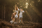 2 Podenco Ibicenco
