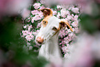 Podenco Ibicenco in spring