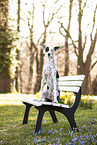 Podenco Ibicenco in the meadow