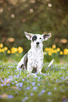 Podenco Ibicenco in the meadow