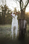 four year old Podenco Ibicenco