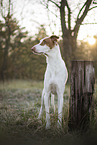 four year old Podenco Ibicenco