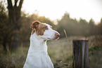four year old Podenco Ibicenco