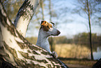 four year old Podenco Ibicenco