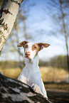 four year old Podenco Ibicenco