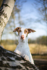 four year old Podenco Ibicenco