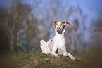 four year old Podenco Ibicenco