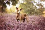 Podenco Ibicenco in summer