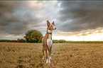 Podenco Valenciano
