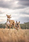 Podenco Valenciano