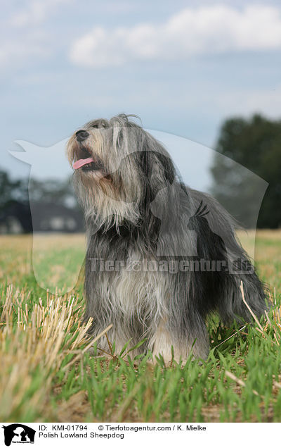 Polish Lowland Sheepdog / KMI-01794